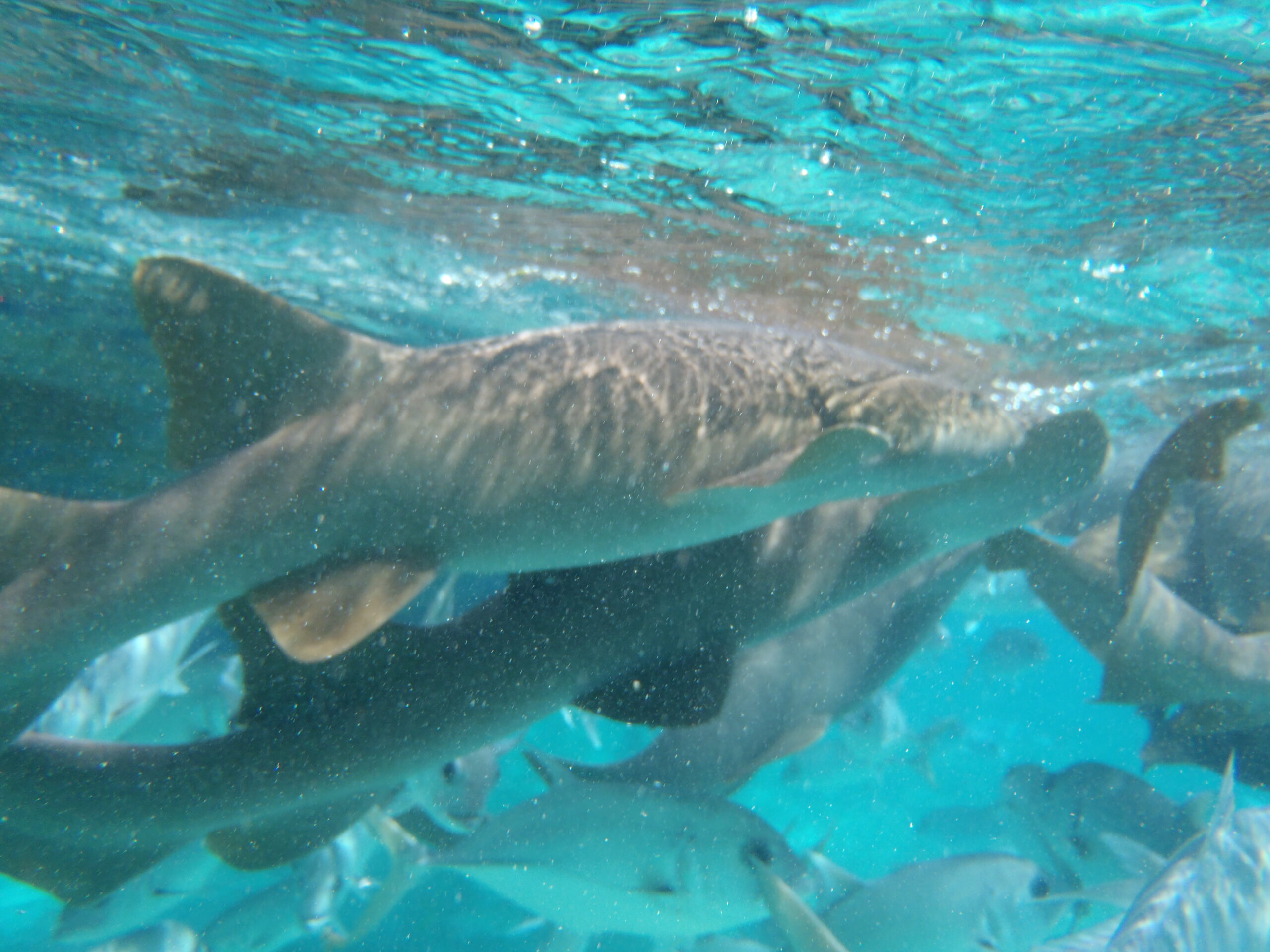 Nurse Shark