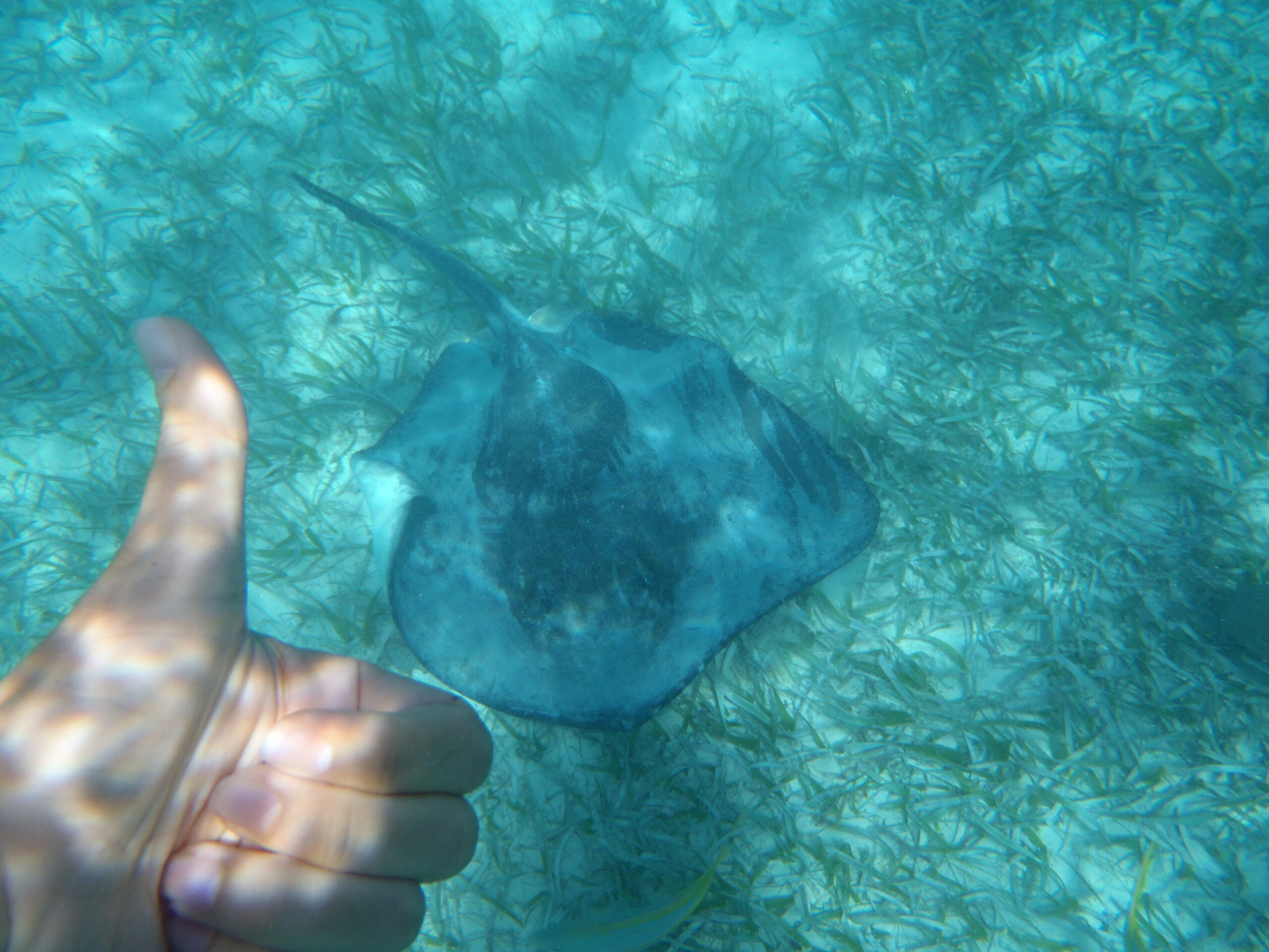 Manta Ray